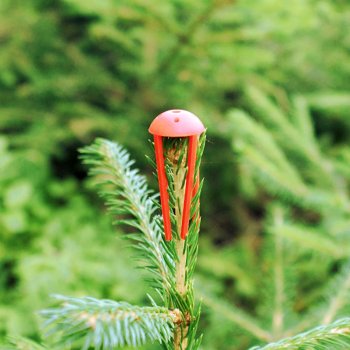 Verbissschutzkappe Mono